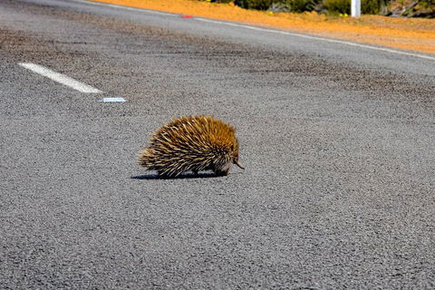 Kangaroo Island Luxury Small Group 'Flinders Chase Focus' Full Day Tour - New Castle Holiday 3