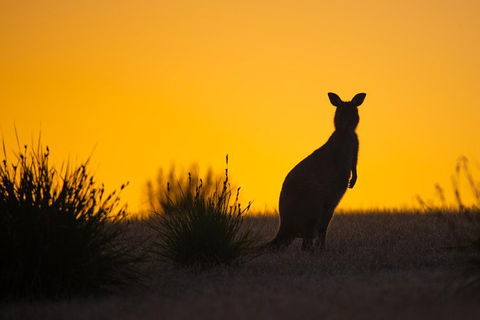 Kangaroo Island Luxury Small Group 'Flinders Chase Focus' Full Day Tour - New Castle Holiday 5