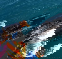 AOC Whale Watching from Broome - New Castle Holiday