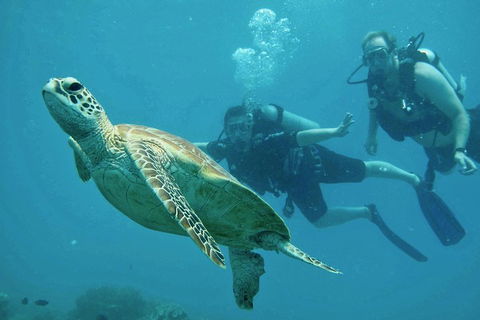 Ocean Freedom Great Barrier Reef Personal Luxury Snorkel & Dive Cruise, Cairns - New Castle Holiday 4