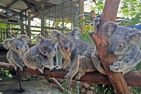 Best Of Kuranda Including Skyrail, Kuranda Scenic Railway And Rainforestation - New Castle Holiday 4