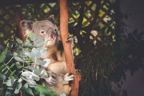 Small-Group Blue Mountains Day Trip From Sydney With Wildlife Park - New Castle Holiday 2