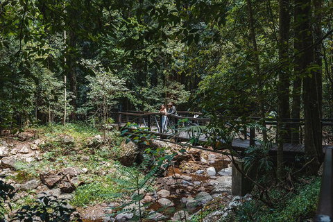 Springbrook AndTamborine Rainforest Tour Incl Natural Bridge And Glow Worm Cave - New Castle Holiday 3