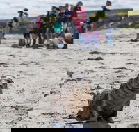 Kangaroo Island in a Day Tour from Adelaide - New Castle Holiday