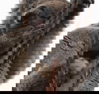 2-Day Kangaroo Island 4WD Small-Group Tour from Adelaide - New Castle Holiday