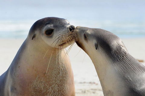 2 Day Ultimate Kangaroo Island With Return Ferry - New Castle Holiday 2