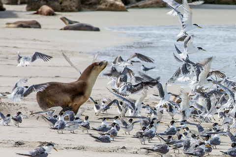 Full-Day Kangaroo Island Experience Departing From Kangaroo Island - New Castle Holiday 1