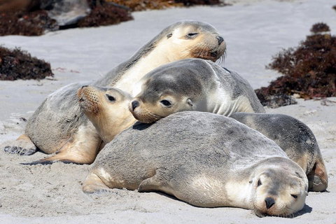 Small-Group Kangaroo Island 4WD Tour From Adelaide - New Castle Holiday 1