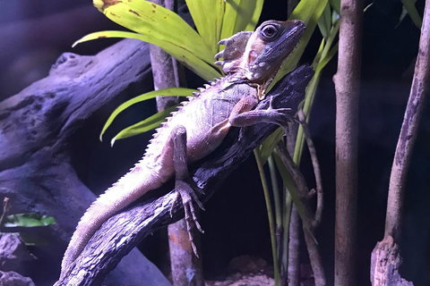 Cairns Aquarium Admission Ticket - New Castle Holiday 0