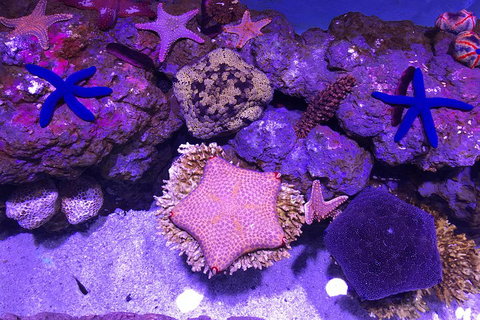 Cairns Aquarium Admission Ticket - New Castle Holiday 5