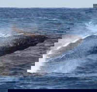 Whale Watching by Sea World Cruises - New Castle Holiday