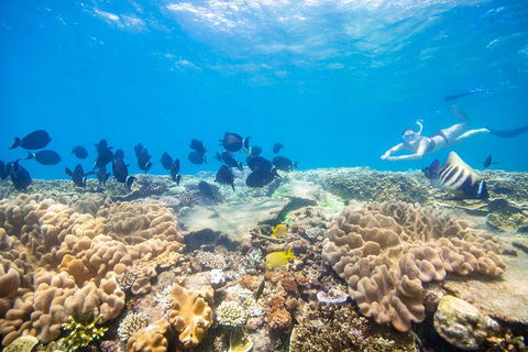 Outer Reef Pontoon Experience From Cairns - New Castle Holiday 4