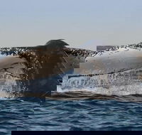 Sydney Whale-Watching Cruise Including Lunch or Breakfast - New Castle Holiday