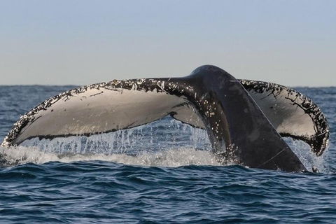Sydney Whale-Watching Cruise Including Lunch Or Breakfast - New Castle Holiday 0