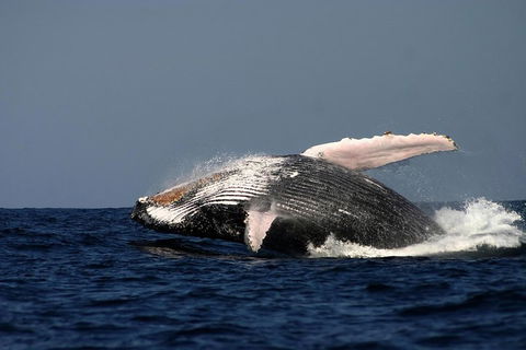 Sydney Whale-Watching Cruise Including Lunch Or Breakfast - New Castle Holiday 1