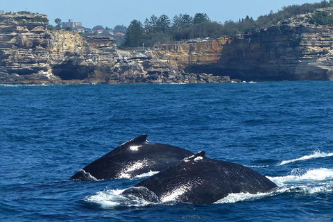 Sydney Whale-Watching Cruise Including Lunch Or Breakfast - New Castle Holiday 2