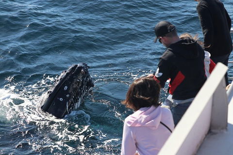 Sydney Whale-Watching Cruise Including Lunch Or Breakfast - New Castle Holiday 5