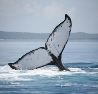 Hervey Bay Whale Watching Cruise