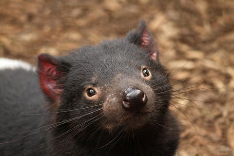 Day Tour In Mt. Field, Mt. Wellington, Bonorong Wildlife Sanctuary And Richmond - New Castle Holiday 4