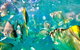 Moreton Island Day Trip (Kayak, Snorkel & Sandboard) Frm Brisbane Or Gold Coast - thumb 1
