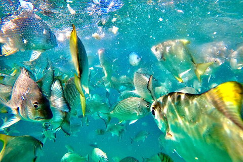Moreton Island Day Trip (Kayak, Snorkel & Sandboard) Frm Brisbane Or Gold Coast - New Castle Holiday 1