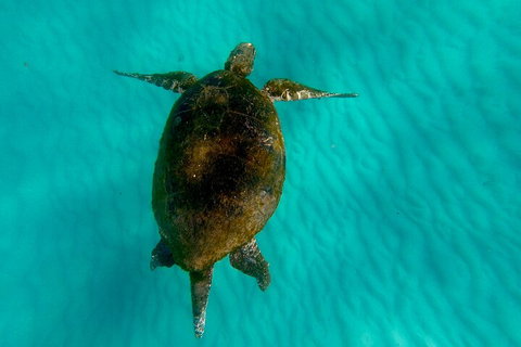 2-Day Moreton Island Tour From Brisbane Or Gold Coast With Optional Nighttime Kayaking - New Castle Holiday 5