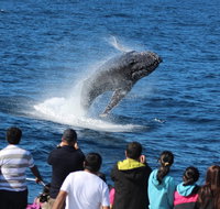 Tangalooma Island Resort Whale Watching Day Cruise - New Castle Holiday