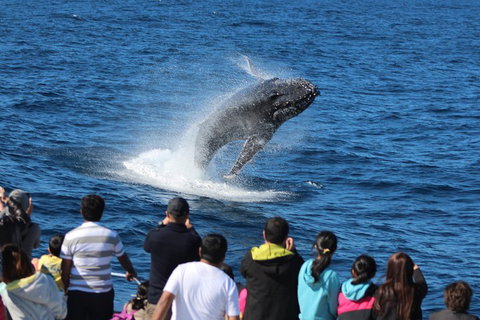 Tangalooma Island Resort Whale Watching Day Cruise With Dolphin Viewing - New Castle Holiday 1