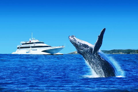 Tangalooma Island Resort Whale Watching Day Cruise With Dolphin Viewing - New Castle Holiday 2