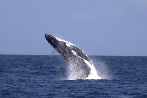 Tangalooma Island Resort Whale Watching Day Cruise With Dolphin Viewing - New Castle Holiday 4