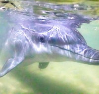 Tangalooma Island Resort Whale Watching Day Cruise with Dolphin Feeding - New Castle Holiday
