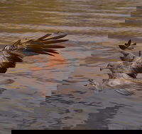 Litchfield and Jumping Crocodiles Full Day Trip from Darwin - New Castle Holiday