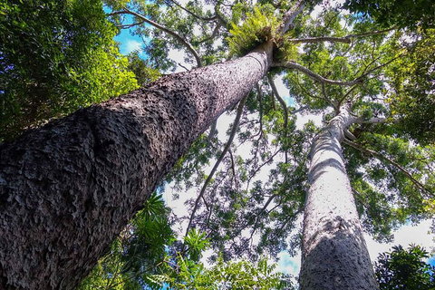Paronella Park And Millaa Millaa Falls Full-day Tour From Cairns - New Castle Holiday 1
