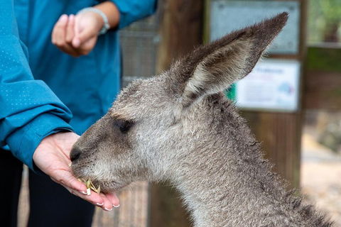 Private Blue Mountains Escape The Crowds SUV Tour - New Castle Holiday 2