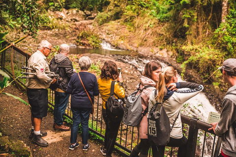 Full-day Springbrook National Park Tour From The Gold Coast - New Castle Holiday 0