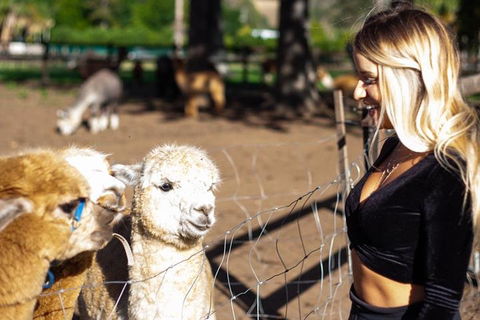 O'Reilly's & Lamington National Park Incl. Alpaca Farm + Vineyard - New Castle Holiday 3