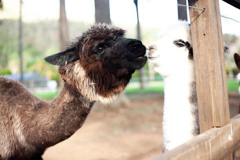 O'Reilly's & Lamington National Park Incl. Alpaca Farm + Vineyard - New Castle Holiday 4