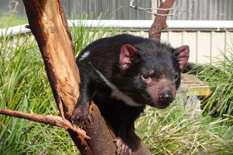 6-Day Tasmania Small-Group Guided Tour With Gourmet Food - New Castle Holiday 1