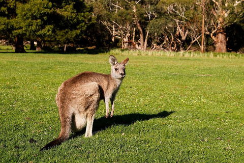 Full-Day Private Tour To Grampians From Melbourne - New Castle Holiday 5