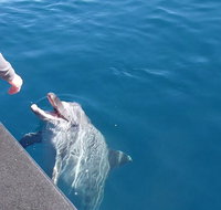 Noosa Wild Dolphin Safari - New Castle Holiday