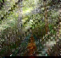 O'Reilly's  Lamington National Park from Gold Coast - New Castle Holiday