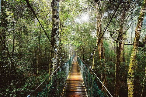 O'Reilly's & Lamington National Park From Gold Coast - New Castle Holiday 0