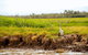 Darwin City Sights And Jumping Crocodile Cruise - thumb 2