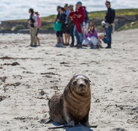 Kangaroo Island in a Day Tour from Adelaide - New Castle Holiday