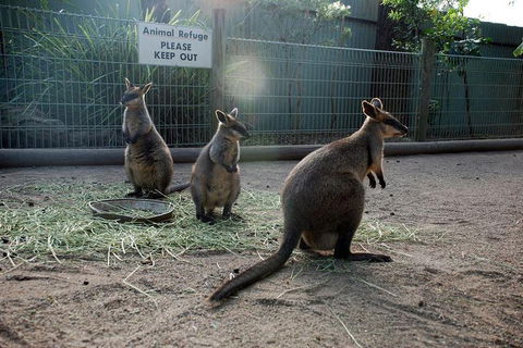 Kangaroos & Koala Encounter Experience (Half Day Private Tour) - New Castle Holiday 2