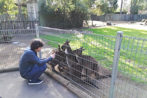 Kangaroos & Koala Encounter Experience (Half Day Private Tour) - New Castle Holiday 4