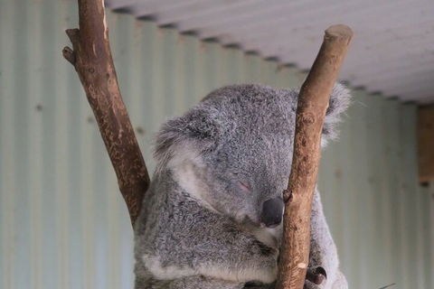 Featherdale Wildlife Park General Admission - New Castle Holiday 3