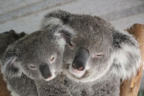 Featherdale Wildlife Park General Admission - New Castle Holiday 4