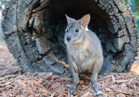 Featherdale Wildlife Park General Admission - New Castle Holiday 5