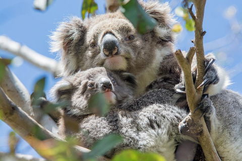 3-Day Adelaide To Melbourne Overland Trip Through Grampians And Great Ocean Road - New Castle Holiday 3